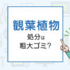 観葉植物の処分は粗大ゴミ？処分方法を解説